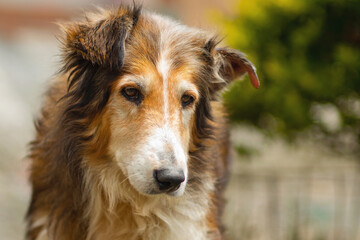 Cute single portrait of a beautiful collie breed dog, white, golden and brown, with a little sad gaze, on a sunny day in the garden, in summer on green background