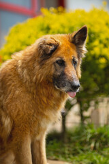 single portrait of a cute funny german shepherd that shows tongue and looks at the camera, black nose, golden color, sitting in the garden against the background of bushes of yellow and green