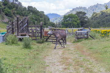 Plakat Te Urewera Park with a horse and mountains on background in a summer time.