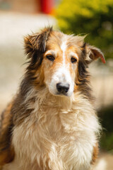 lovely single portrait of a beautiful collie breed dog, white, golden and brown, looking straight at the camera, with a slightly sad look, on a sunny day in summer