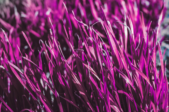 Close Up Of Pink Grass. Pink Nature Background