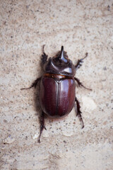 Copris lunaris, the rhinoceros beetle 2