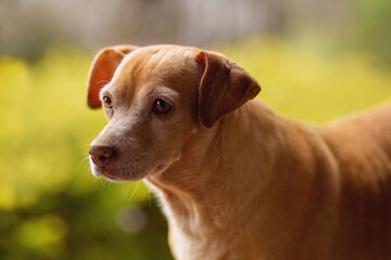 Portrait of cute small golden dog with brown eyes and pink nose in a garden