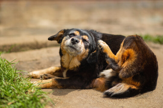 small black and white cute dog scratching his ear on a sunny day in the garden