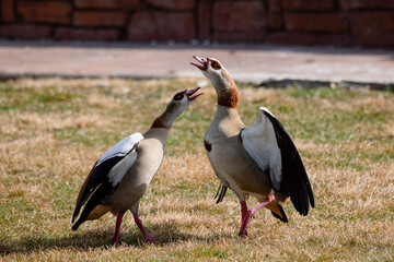 Two Egyptian Geese facing each other on the grass