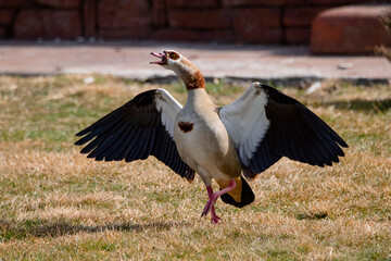 Egyptian goose walking and flapping its wings