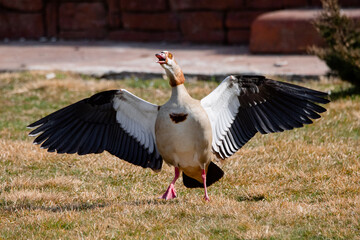 Egyptian goose flapping its wings seen from the front