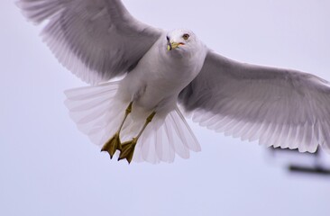 Seagull in Flight