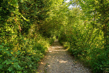 Fototapeta na wymiar Path among the vegetation in Ordesa and Monte Perdido National Park.