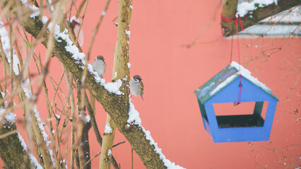 birds sit on the branches of a frozen tree a cold winter day
