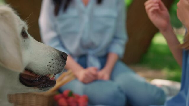 Beautiful labrador kissing cute girl on picnic. Dog love smiling child close up.