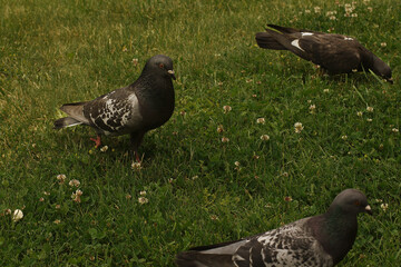 Gołębie na miejskim trawniku. - obrazy, fototapety, plakaty