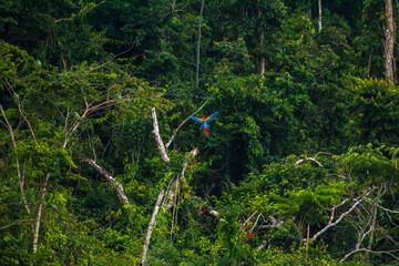 Lone scarlet macaw flying in front of amazon rainforest showing its back feathers