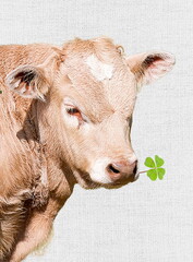 Potrait of a calf. A beige calf with a green 4 leaves clover in mouth on linen background