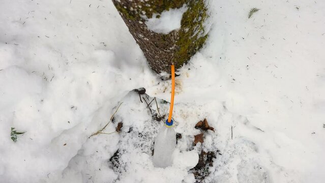 Top view of the tree with the maple sap and the bottle on the snowy ground in Estonia
