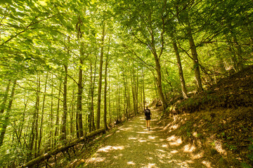 Hiker woman walking inside the forest in the Ordesa and Monte Perdido National Park.