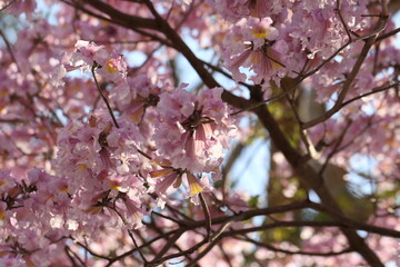 traditional tree of Paraguay called tajy or lapacho blooming in spring