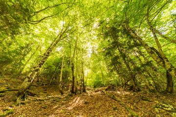 Fototapeta premium Inside the forest in the Ordesa and Monte Perdido National Park.