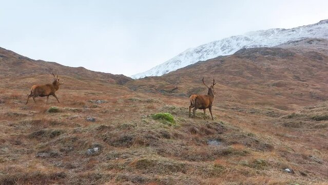 Majestic Red Deer Stags in Scotland Slow Motion