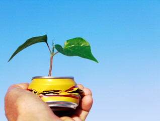 Beer can and sapling. Yellow beer can with a new life (Ceiba speciosa) on hand on blue sky