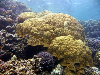 Brain coral reef