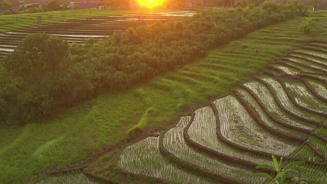 sunset light time bali island flight over famous rice terrace hills aerial panorama 4k indonesia