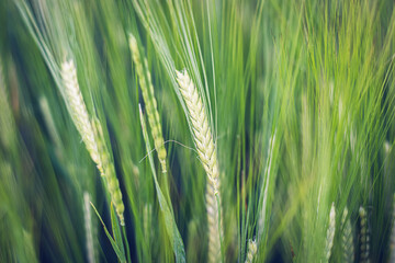 Green wheat field