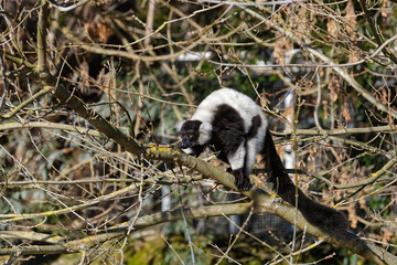 Black and white vari lemur in forest
