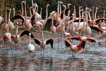 A group of shouting flamingo in springtime