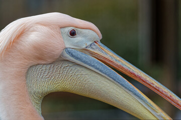 Close-up of head and open beak of a pelican