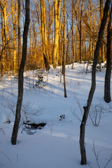 Warm glow of sunset in the winter woods of Connecticut.