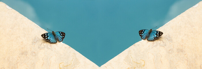 Borboleta-Azul na borda da piscina. A borboleta-azul (Maculinea alcon), é uma borboleta da...