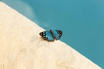 Borboleta-Azul na borda da piscina. A borboleta-azul nativa da Mata Atlântica brasileira, São...