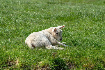 Naklejka na ściany i meble Cute Lamb At Abcoude The Netherlands 15-4-2019