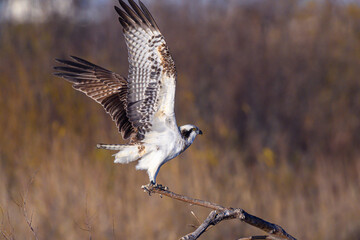 Osprey flying off from a drifted tree at the river sandbar in Shizuoka Japan