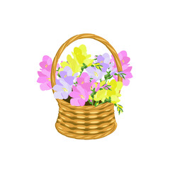 Freesias in wicker basket on white pink, violet, yellow stock vector illustration for web, for print
