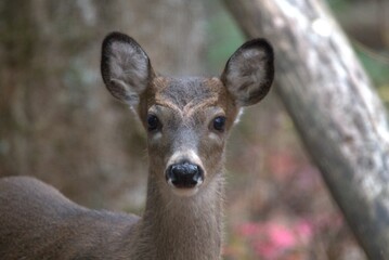 Whitetail Deer feeding 