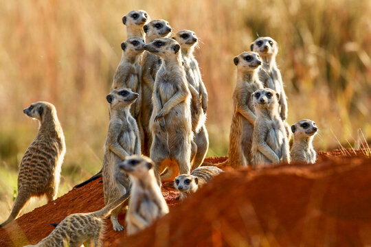 Meerkat, Addo Elephant National Park