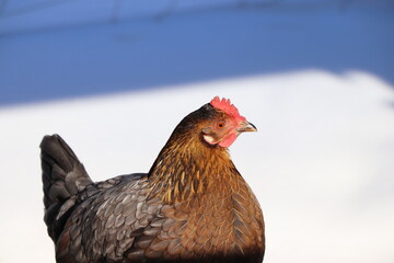 chicken