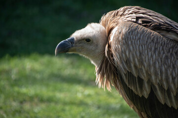 Portrait of a griffon vulture Gyps fulvus sitting on a tree stump