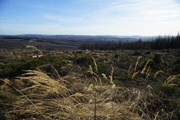 Winterliche Landschaft des Mittelgebirges im Sauerland mit Cirrostratus nebulosus am Himmel und Gr&auml;sern im Vordergrund