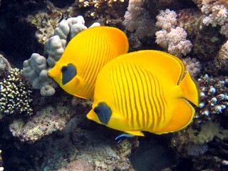 Fototapeta na wymiar butterfly fish in aquarium