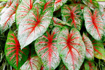 Caladium Leaves Hi Res   Close-up on tricolor caladium leaves   