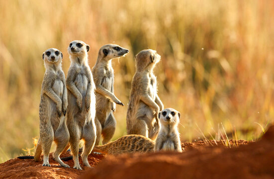 Meerkat, Addo Elephant National Park