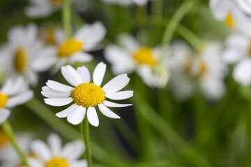 White Daisies, Close up