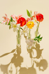 Beautiful flowers in glass vases on pastel sunlit background with shadows. Nature concept. Minimal style. Birthday gift. Greeting card theme