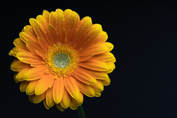 Yellow Gerbera Flower with Water Droplets on Black Background, Asteraceae