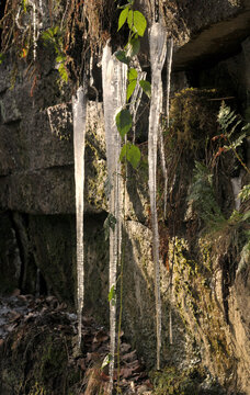 long icicles on rock surrounded by ferns moss and plants in bright sunlight