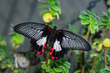 beautiful tropical butterfly sits on a green leaf of a plant on a blurred background, macro...