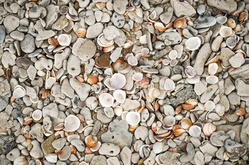 Background of sea shells on the beach